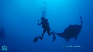 Playing with manta rays