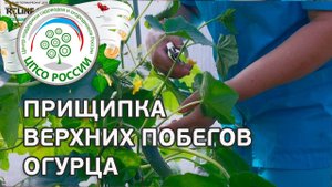 Прищипывание огурца после формирования главного стебля. Выращивание огурцов в теплице.