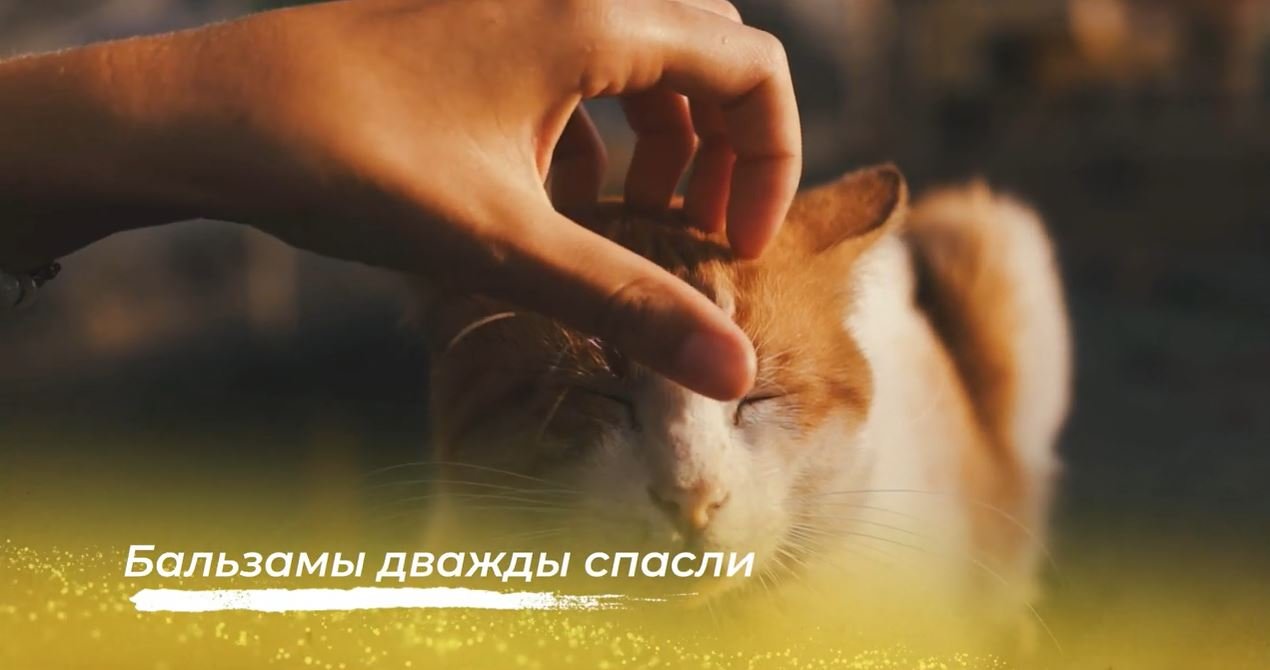 Бальзамы дважды спасали жизнь кота