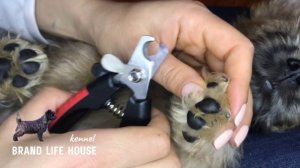Стрижка когтей (на примере щенка керн терьера)