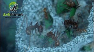 Разделка листьев муравьями