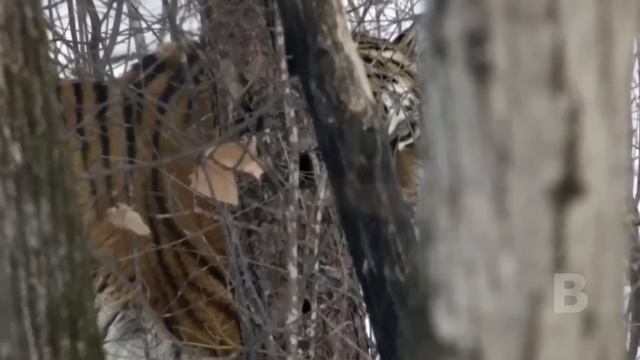 Тигрица отдала своих детёнышей Человеку, а затем произошло нечто Шокирующее! смотреть онлайн