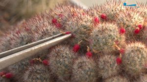 Колючие интроверты: самая большая коллекция в самом северном клубе любителей кактусов