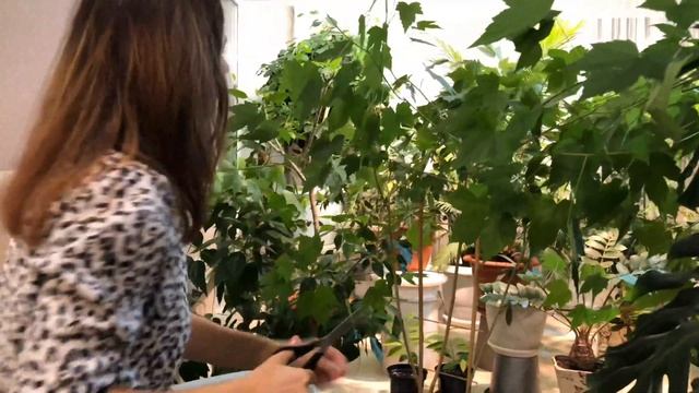 ФОРМИРУЕМ АБУТИЛОН | ОБРЕЗАЕМ ДОМАШНИЙ КЛЕН 4К смотреть онлайн