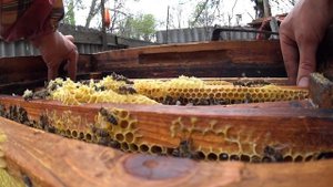 Пчелы на даче.