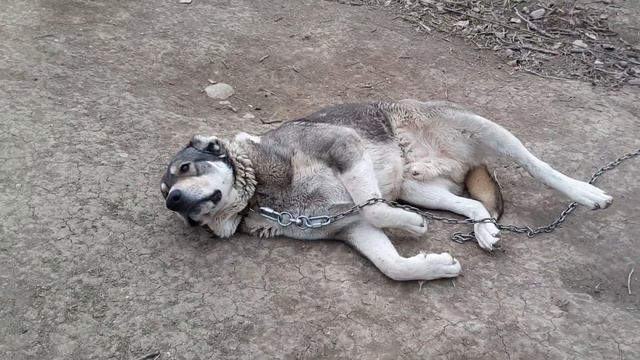 Басмач - сын Волчка ЧД! смотреть онлайн