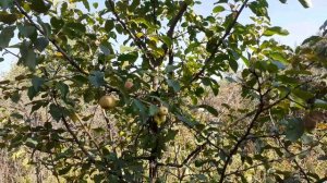 Полукультурка. Сибирская селекция. Небольшой обзор.