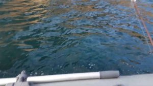 Севастополь Балаклава рыбалка на ставридку дрессируем чаек