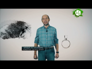 Правда ли, что бобры помогают делать духи?