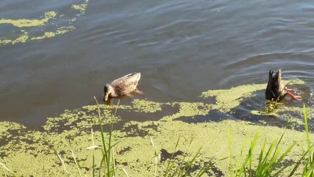 Бобруйск. Березина. Соревнования. смотреть онлайн