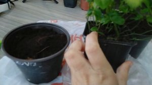 Голубика,укоренение саженцев,или новичкам везёт?