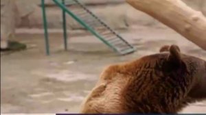 Женщина сбросила в вольер к медведю собственную дочь  Все произошло в считанные секунды