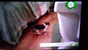 Звериный репортёр ведущий Дмитрий голубев 14 место