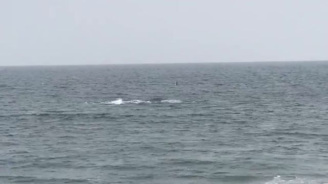 Касатки в Охотском море. killer whales in the Okhotsk Sea смотреть онлайн