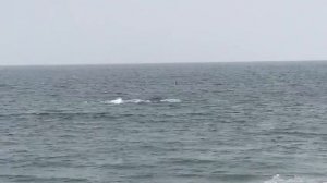Касатки в Охотском море.  killer whales in the Okhotsk Sea