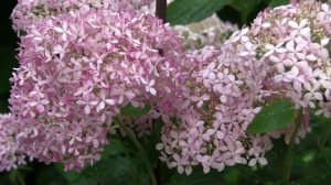 Футаж гортензия 10