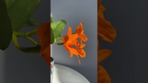 Rth. Shinfong Little Sun Youngmin Golden Boy