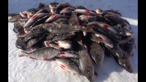 Ловля окуня зимой на блесну и балансир. Раздача окуня 2018. Ильмень. Крупный окунь.