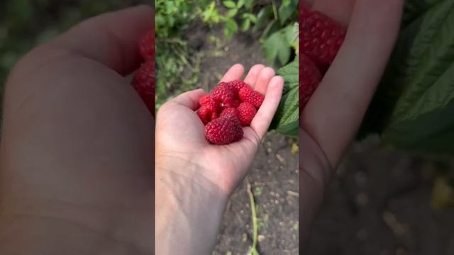 Малина ремонтантная Мапема