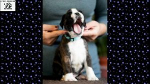 Щенки Боксера на продажу