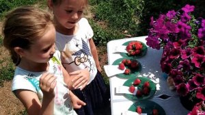 Клубника в Башкирии | Дегустация сортов клубники