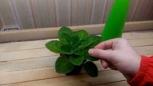 Опрыскивать  фиалку  или  нет? (Личный опыт)!