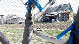 Как правильно срезать скелетную ветку.