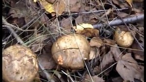 ?Рядовки коричневые.Трутовики великолепные.Грибы.Лес.