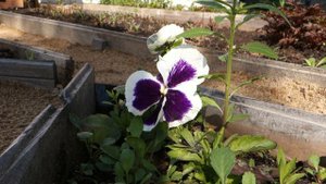 Сказочный дворик. Село Озерное  Енисейского района