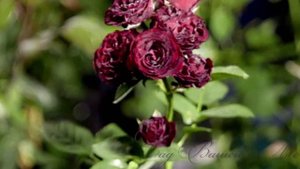 Роза "Red sensation" - Питомник "Сад Вашей Мечты" (R-181)