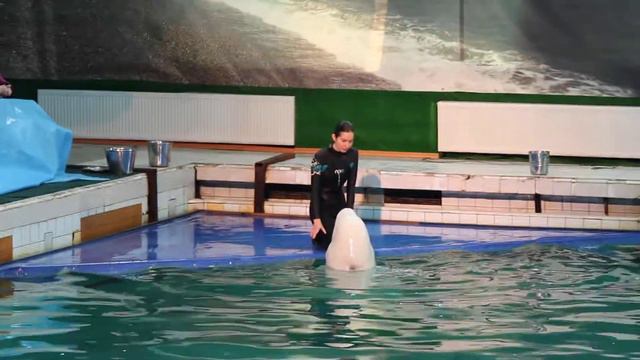 Петербургский дельфинарий - поющие дельфины смотреть онлайн