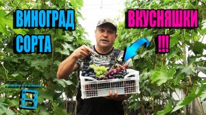 САМЫЕ ВКУСНЫЕ СОРТА ВИНОГРАДА НА НАШЕМ ВИНОГРАДНИКЕ. СЕВЕРНЫЙ ВИНОГРАДНИК 22-48