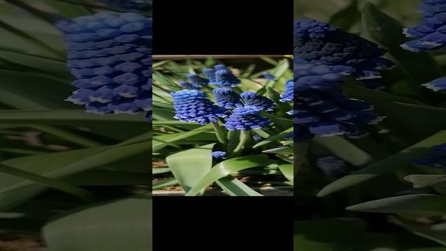 Мускари (Muscári) в нашем саду на даче в апреле 2023