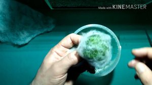 Риччия на дне аквариума в синтепоне / Riccia at the bottom of the aquarium