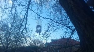 Песенка про Синичку