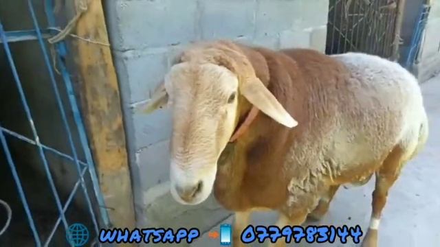 Арашан метровый баран производитель 4 зуба, Джалал-абад.обл+996779783144 |  арашан койлору
