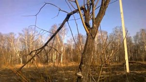 "Я знаю моё дерево,в этом городе обречено....."