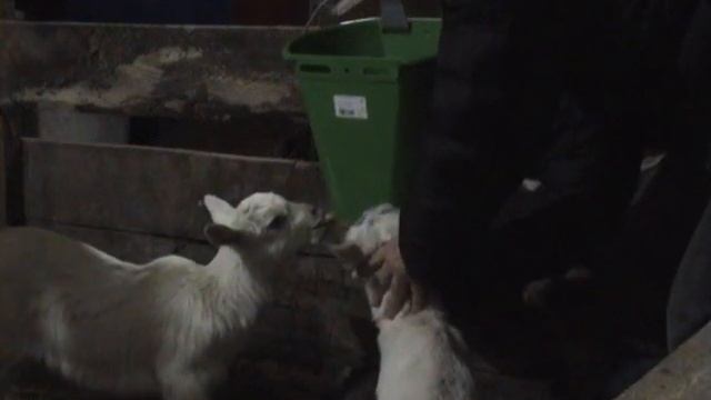 Ведро для выпойки козлят \Деревенская жизнь с нуля смотреть онлайн