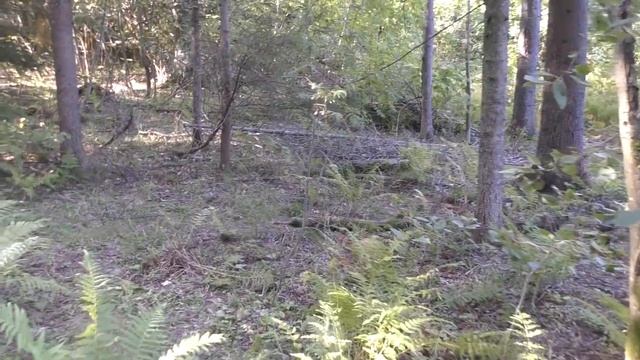 Был просто счастлив от такого изобилия грибов! Тихая охота продолжается! смотреть онлайн