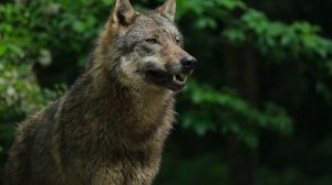 Как воют волки, звуки волков ? | волки