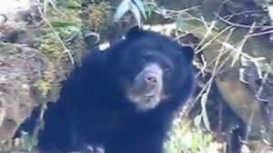 oso de anteojos - Tremarctos ornatus - Salvado del peligro - spectacled bear