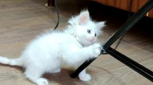 Котенок играет с электрическими проводами, как электрик. Мы должны быть осторожны с ней.