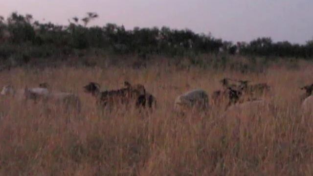 Козы с колокольчиками смотреть онлайн