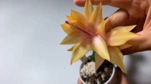 Schlumbergera hybrid - ‘Triana’