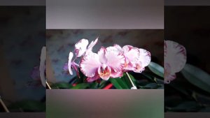 Фаленопсис Капучино