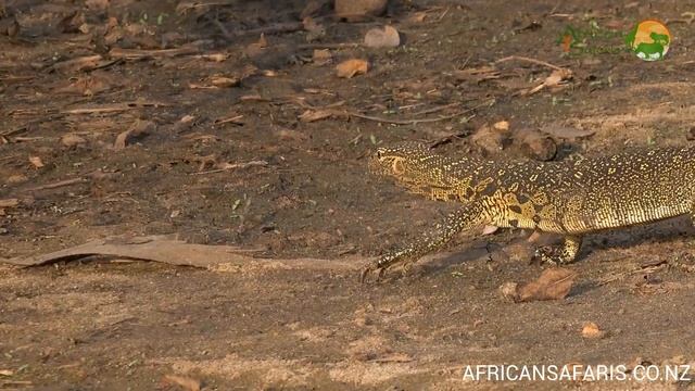 Nile Monitor Lizard - Africa's largest lizard смотреть онлайн
