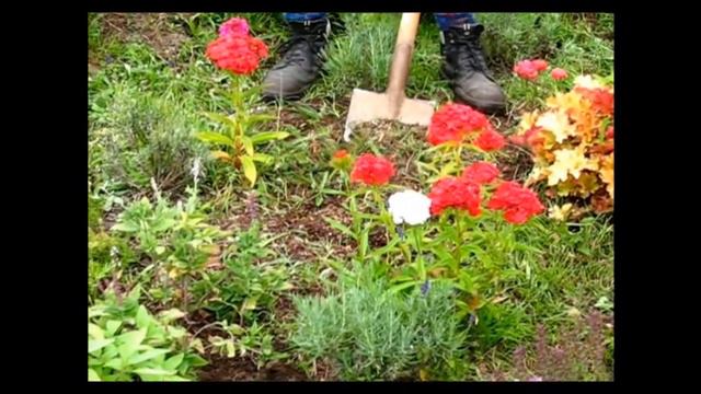 Verbena смотреть онлайн