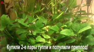 Аквариум с гуппи и гурами.