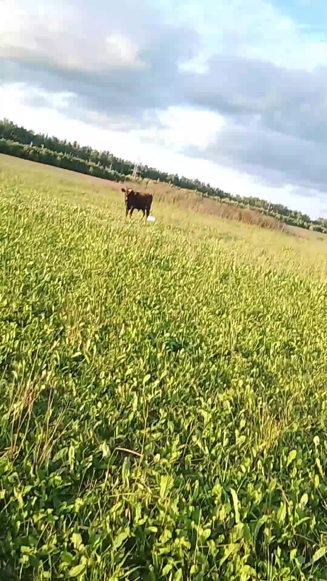 п