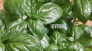 Проращиваю маш